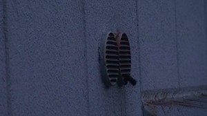 コウモリ出ます