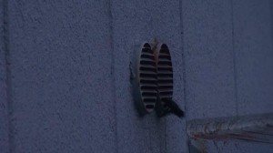 コウモリ出ます5