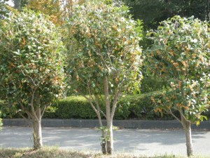 ん～～秋を感じさせる香りが・・・・