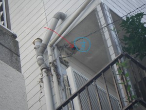 キイロスズメバチに刺されそうでした(＠_＠;)