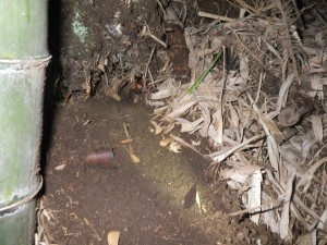 オオスズメバチ駆除へ！！