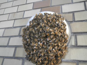 ミツバチの駆除へ。。。