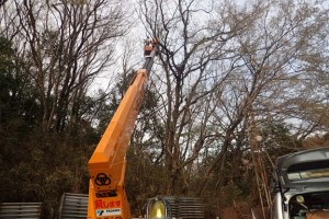 季節外れのスズメバチの巣撤去。。。