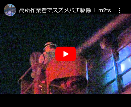 えっ・・・こんなに高い場所にスズメバチに巣が・・・ えっ・・・こんなに高い場所にスズメバチに巣が・・・