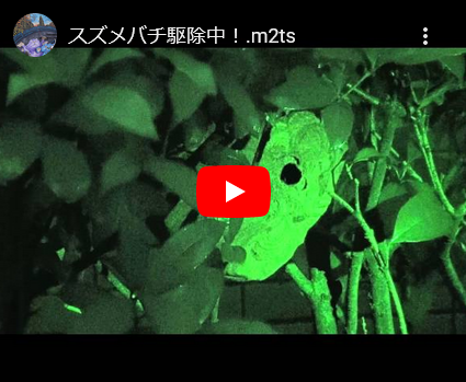 コガタスズメバチの駆除へ・・・・ コガタスズメバチの駆除へ・・・・