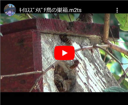 こんな場所にキイロスズメバチの巣が・・・