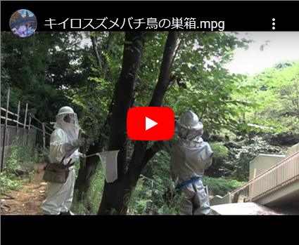 キイロスズメバチ鳥の巣箱内に営巣・・・・・編集１