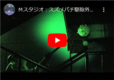 Mスタジオにてスズメバチ駆除・・・!! Mスタジオにてスズメバチ駆除・・・!!