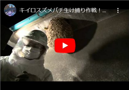 スズメバチ捕獲！！