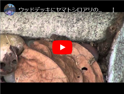 雨漏れ原因でヤマトシロアリの被害が・・・・・・