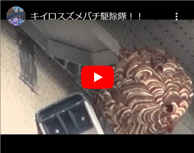 キイロスズメバチ駆除隊!! キイロスズメバチ駆除隊!!