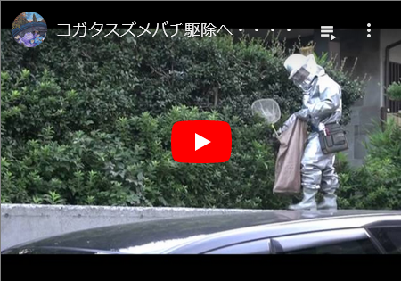 コガタスズメバチの駆除へ・・・・・