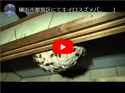 またこんな場所にキイロスズメバチが営巣。。。