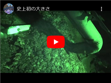 でっか～いキイロスズメバチの巣駆除へ！！