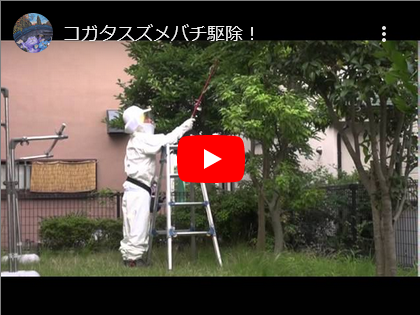 コガタスズメバチ駆除へ。。。 コガタスズメバチ駆除へ。。。