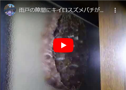 キイロスズメバチ大好きな閉鎖空間に。。。 キイロスズメバチ大好きな閉鎖空間に。。。