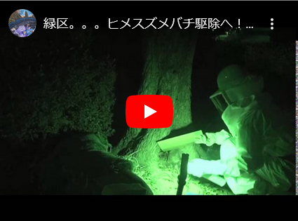 連日続きますスズメバチ駆除・・・・