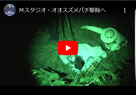 駆除依頼がきました、「オオスズメバチ」。。。。