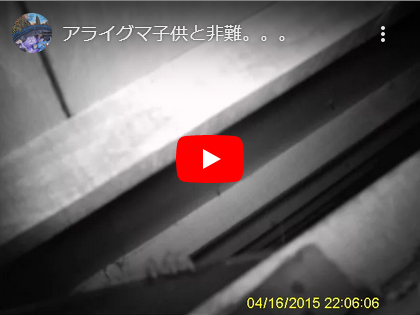アライグマが子供連れて。。。。