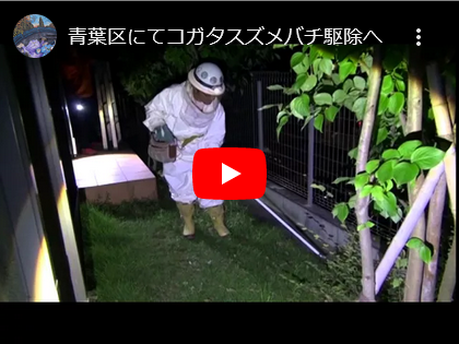 コガタスズメバチの駆除へ！青葉区