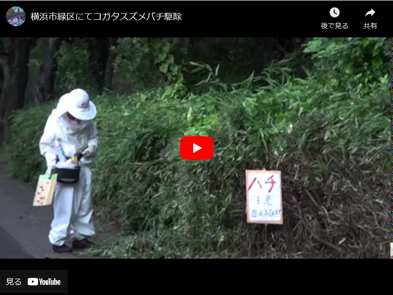 撮影の準備でコガタスズメバチ駆除へ！