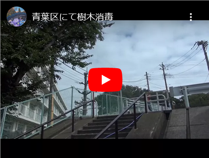 青葉区にて樹木消毒